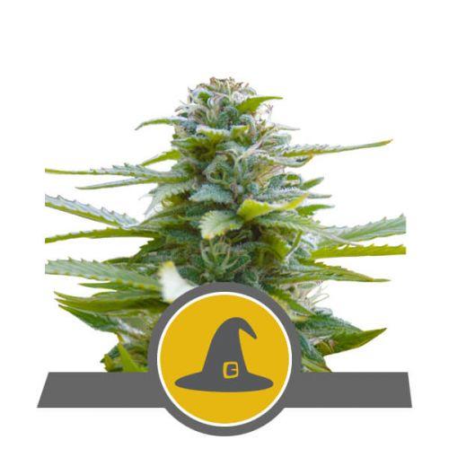 Exotic Witch Regular Seeds - 10